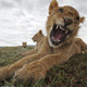 Image for article titled Spying On Lions with Elephant Poop